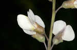 Spiked wild indigo